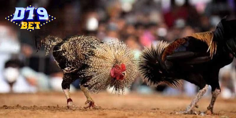 Đá Gà Thomo D79bet - Cách Chơi Cá Cược Cho Người Mới