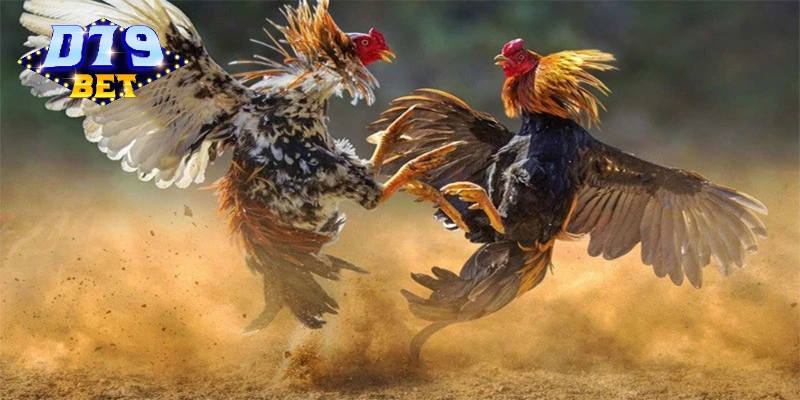Bí quyết thắng lớn khi cá cược đá gà chọi Bí quyết thắng lớn khi cá cược đá gà chọi