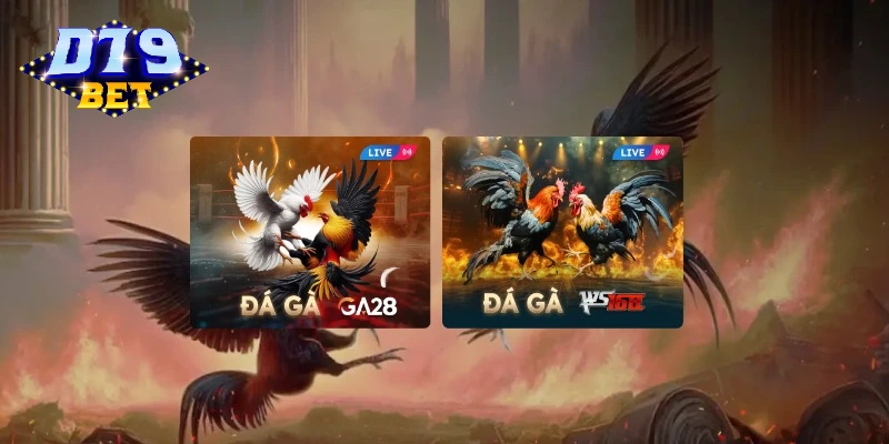 Giới thiệu chi tiết về đá gà D79bet Giới thiệu chi tiết về đá gà D79bet