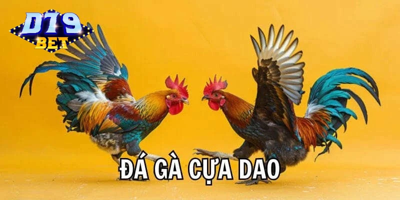 Phân biệt loại trang bị chiến kê dành cho người mới Phân biệt loại trang bị chiến kê dành cho người mới