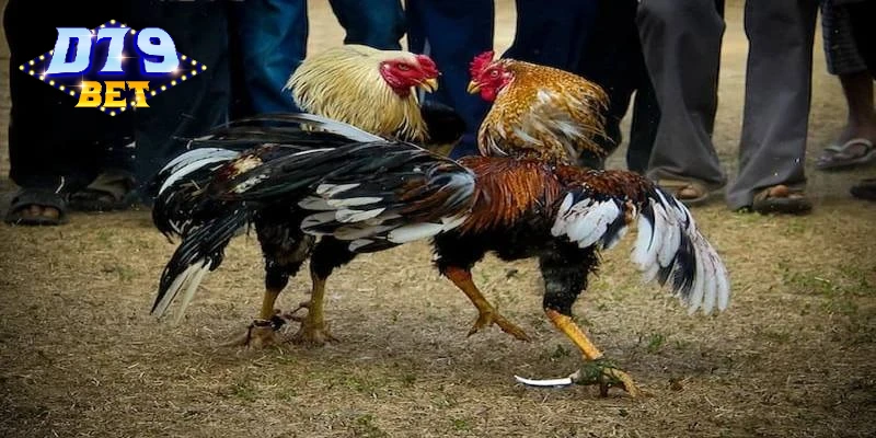 Sự phù hợp của giống gà với hai loại cựa Sự phù hợp của giống gà với hai loại cựa